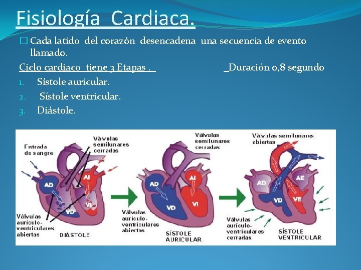 Fisiología Cardiaca. � Cada latido del corazón desencadena una secuencia de evento llamado. Ciclo