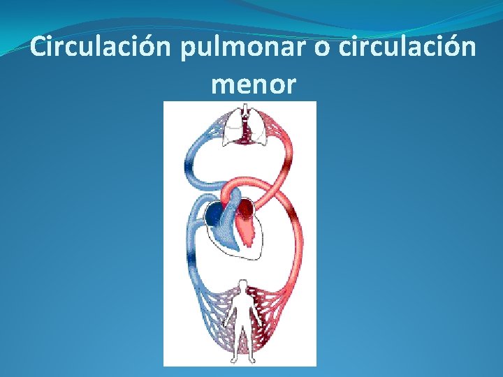 Circulación pulmonar o circulación menor 