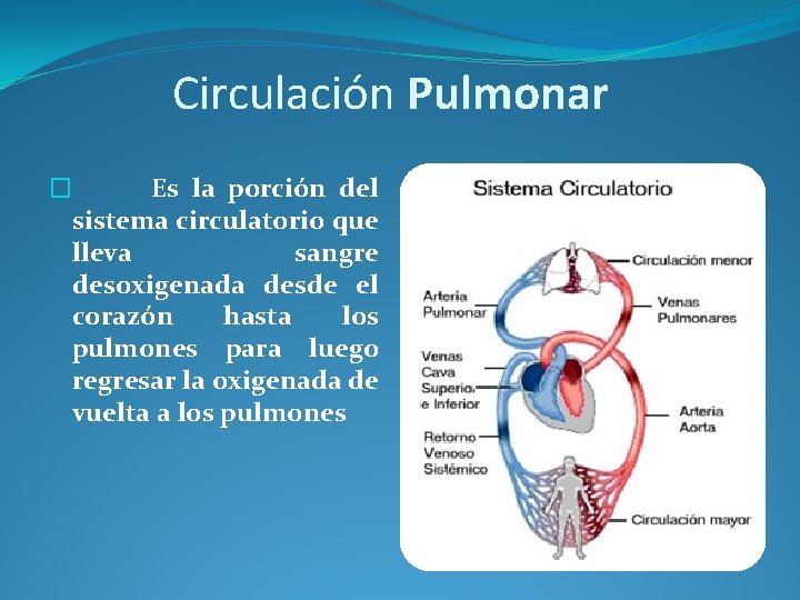 Circulación Pulmonar � Es la porción del sistema circulatorio que lleva sangre desoxigenada desde