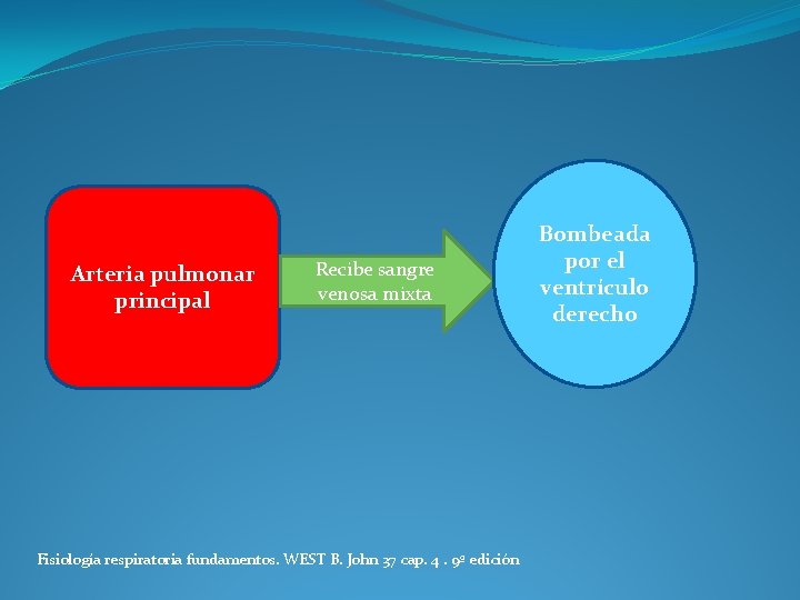 Arteria pulmonar principal Recibe sangre venosa mixta Fisiología respiratoria fundamentos. WEST B. John 37