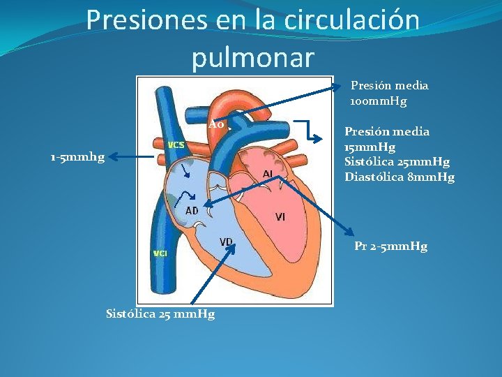 Presiones en la circulación pulmonar Presión media 100 mm. Hg Ao 1 -5 mmhg