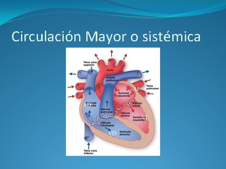 Circulación Mayor o sistémica AI AD VI VD 