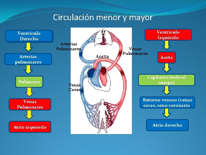 Circulación menor y mayor Ventrículo Izquierdo Ventrículo Derecho Arterias Pulmonares Arterias pulmonares Pulmones Aorta
