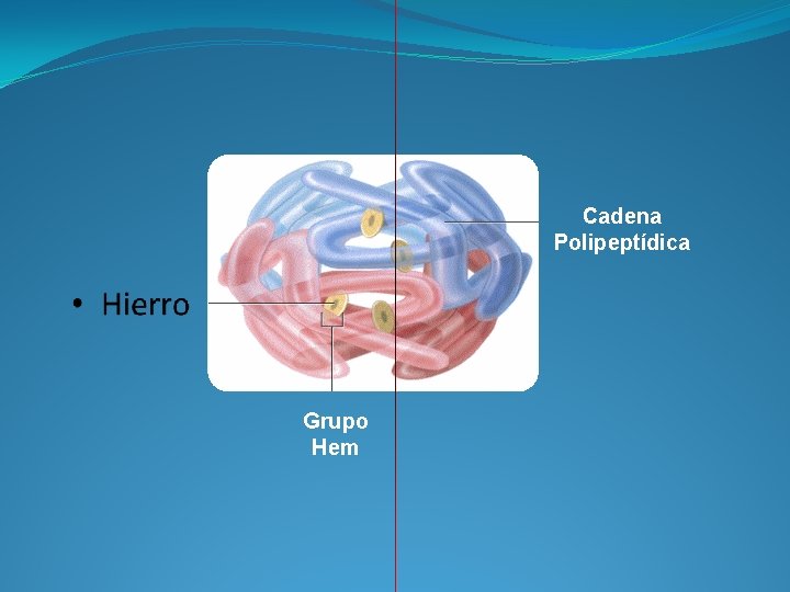 Cadena Polipeptídica Grupo Hem 