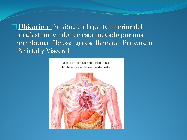 � Ubicación : Se sitúa en la parte inferior del mediastino en donde esta