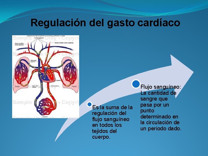 Regulación del gasto cardíaco Es la suma de la regulación del flujo sanguíneo en