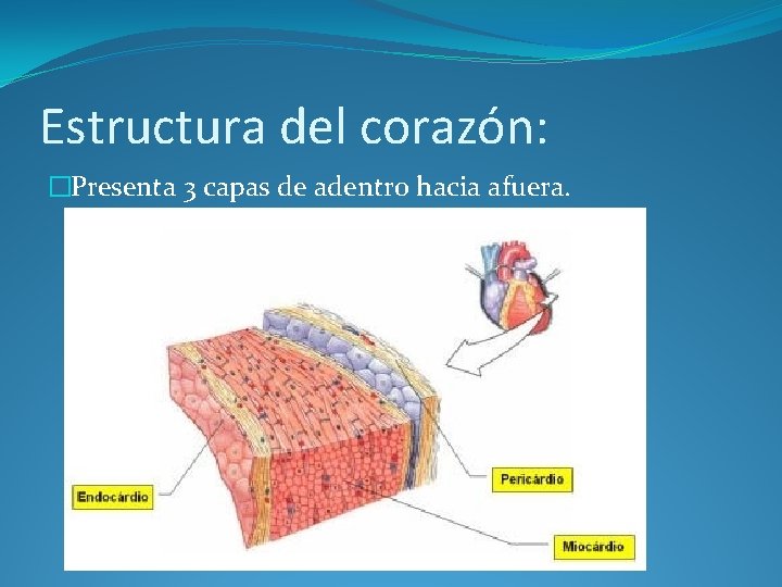 Estructura del corazón: �Presenta 3 capas de adentro hacia afuera. 