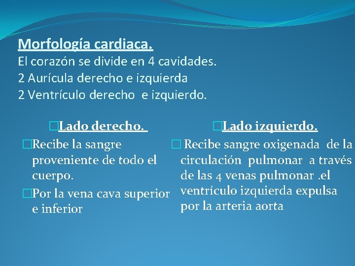 Morfología cardiaca. El corazón se divide en 4 cavidades. 2 Aurícula derecho e izquierda