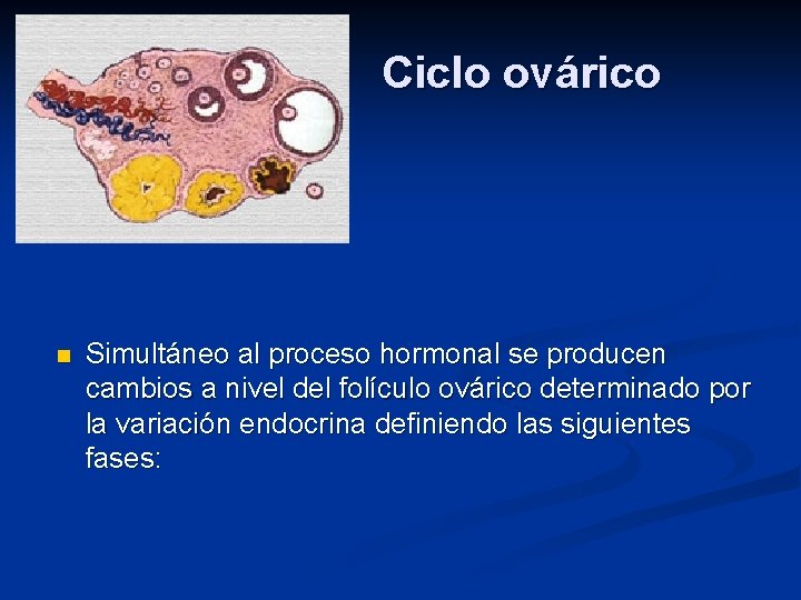 Ciclo ovárico n Simultáneo al proceso hormonal se producen cambios a nivel del folículo