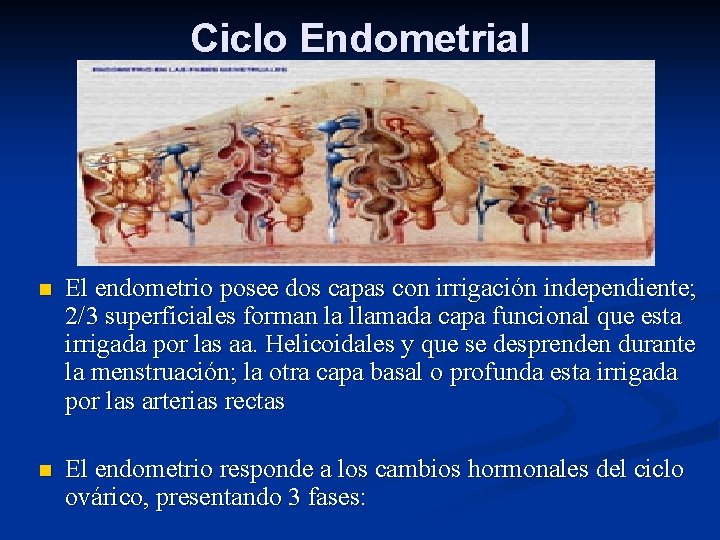 Ciclo Endometrial n El endometrio posee dos capas con irrigación independiente; 2/3 superficiales forman