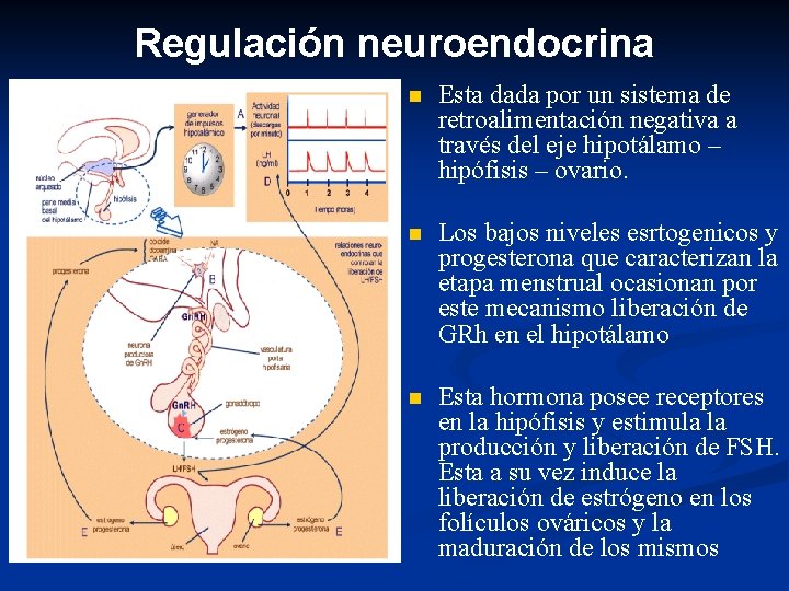Regulación neuroendocrina n Esta dada por un sistema de retroalimentación negativa a través del