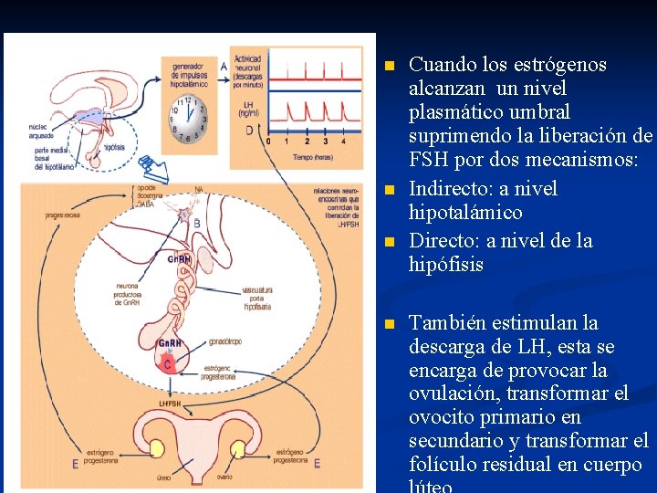 n n Cuando los estrógenos alcanzan un nivel plasmático umbral suprimendo la liberación de