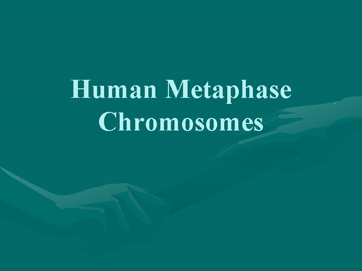 Human Metaphase Chromosomes 