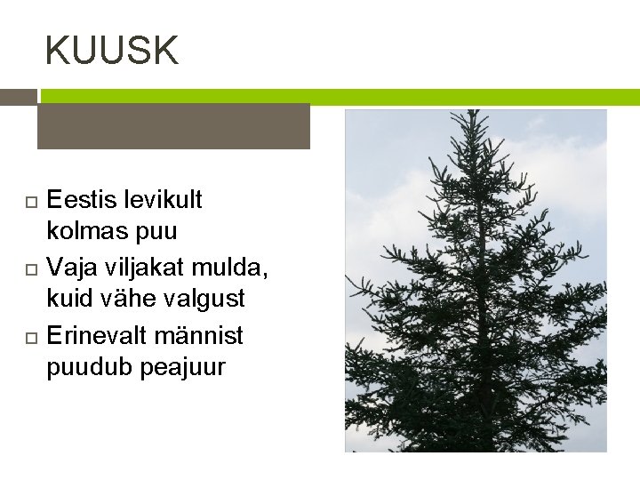 KUUSK Eestis levikult kolmas puu Vaja viljakat mulda, kuid vähe valgust Erinevalt männist puudub