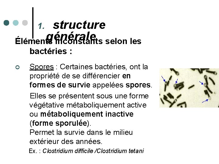 structure générale Éléments inconstants selon les 1. bactéries : Spores : Certaines bactéries, ont