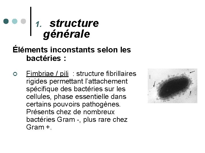 1. structure générale Éléments inconstants selon les bactéries : ¢ Fimbriae / pili :