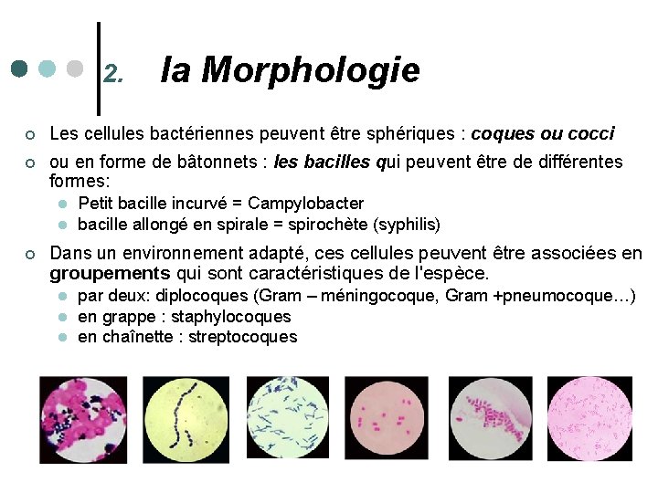 2. la Morphologie ¢ Les cellules bactériennes peuvent être sphériques : coques ou cocci