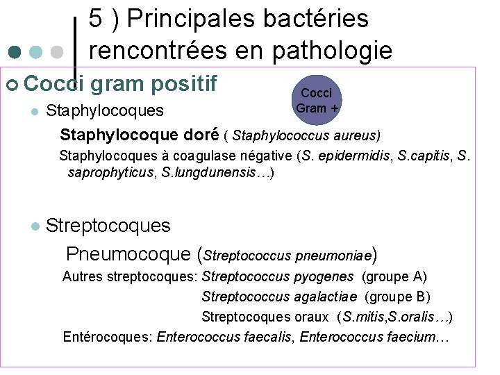 5 ) Principales bactéries rencontrées en pathologie ¢ Cocci gram positif l Cocci Gram