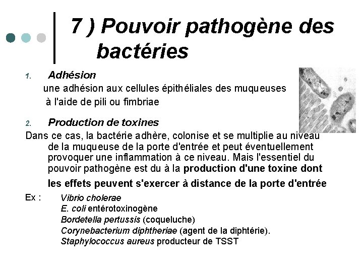 7 ) Pouvoir pathogène des bactéries 1. Adhésion une adhésion aux cellules épithéliales des