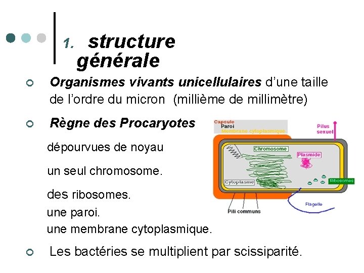 1. structure générale ¢ Organismes vivants unicellulaires d’une taille de l’ordre du micron (millième