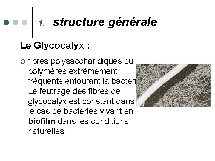 1. structure générale Le Glycocalyx : ¢ fibres polysaccharidiques ou polymères extrêmement fréquents entourant