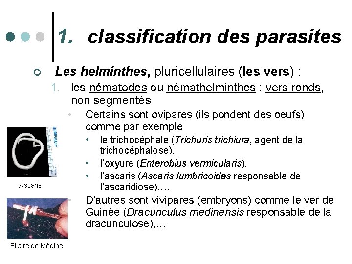 1. classification des parasites ¢ Les helminthes, pluricellulaires (les vers) : 1. les nématodes