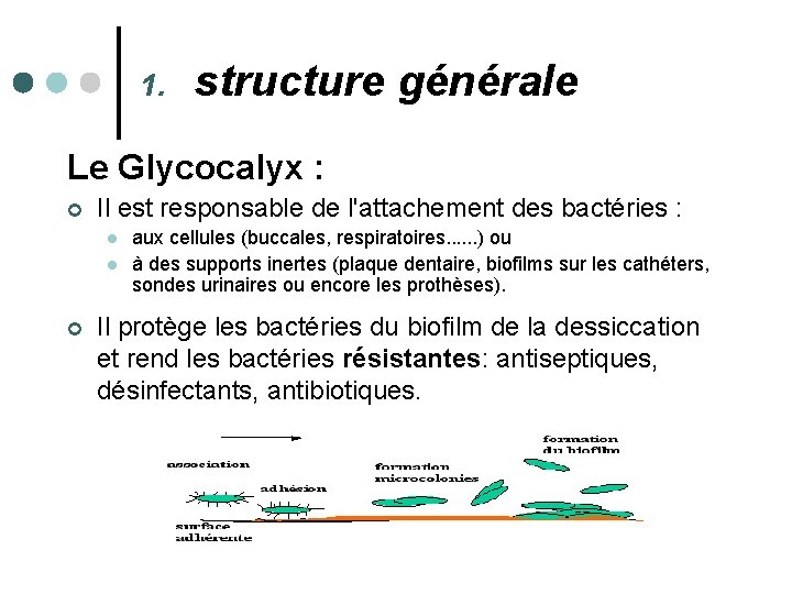 1. structure générale Le Glycocalyx : ¢ Il est responsable de l'attachement des bactéries