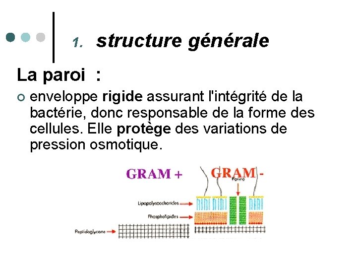 1. structure générale La paroi : ¢ enveloppe rigide assurant l'intégrité de la bactérie,