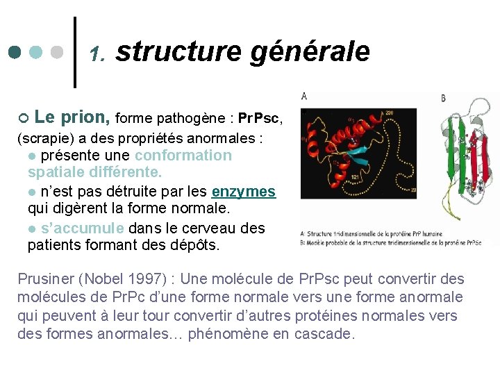 1. structure générale ¢ Le prion, forme pathogène : Pr. Psc, (scrapie) a des