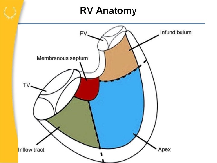RV Anatomy 