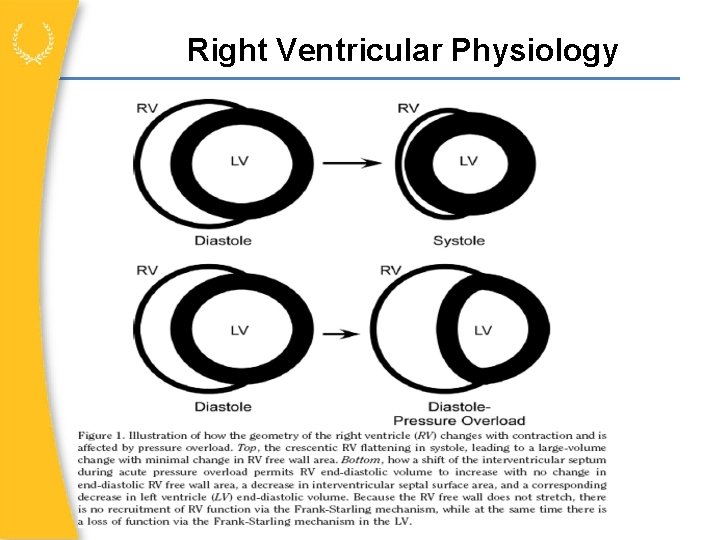 Right Ventricular Physiology 