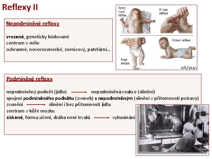 Reflexy II Nepodmíněné reflexy vrozené, geneticky kódované centrum v míše ochranné, novorozenecké, zornicový, patelární…