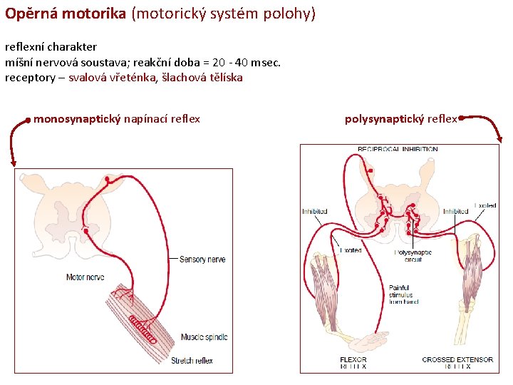 Opěrná motorika (motorický systém polohy) reflexní charakter míšní nervová soustava; reakční doba = 20