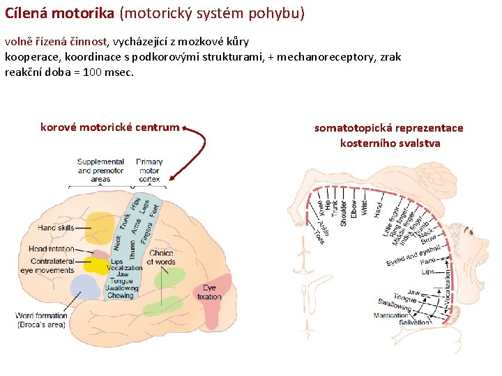 Cílená motorika (motorický systém pohybu) volně řízená činnost, vycházející z mozkové kůry kooperace, koordinace