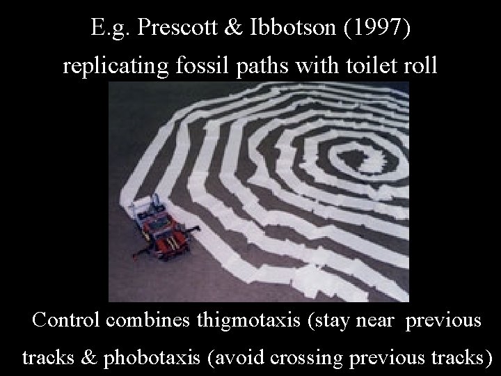 E. g. Prescott & Ibbotson (1997) replicating fossil paths with toilet roll Control combines E. g. Prescott & Ibbotson (1997) replicating fossil paths with toilet roll Control combines