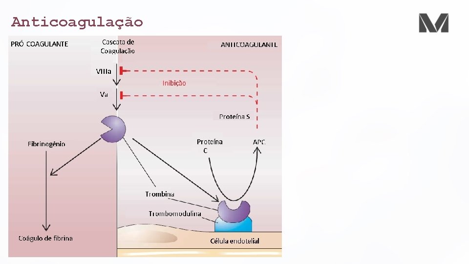 Anticoagulação 