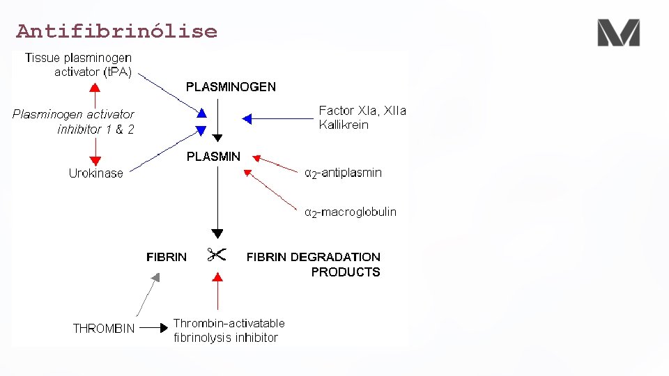 Antifibrinólise 