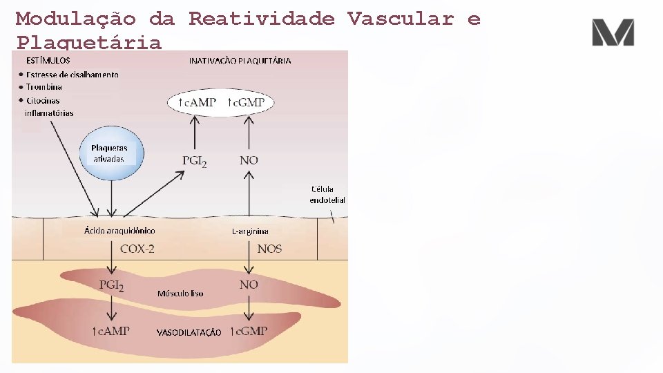 Modulação da Reatividade Vascular e Plaquetária 