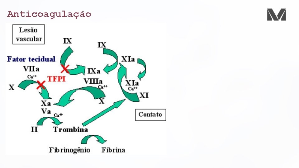 Anticoagulação 