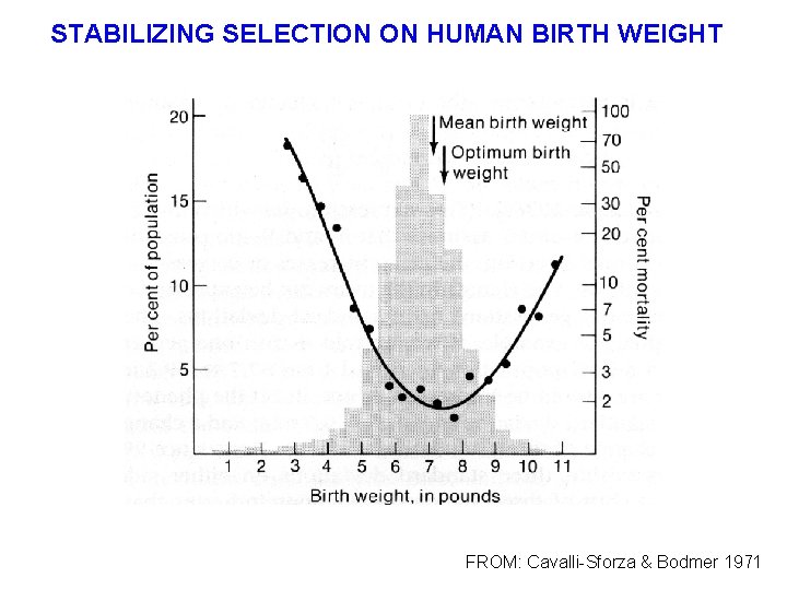 STABILIZING SELECTION ON HUMAN BIRTH WEIGHT FROM: Cavalli-Sforza & Bodmer 1971 