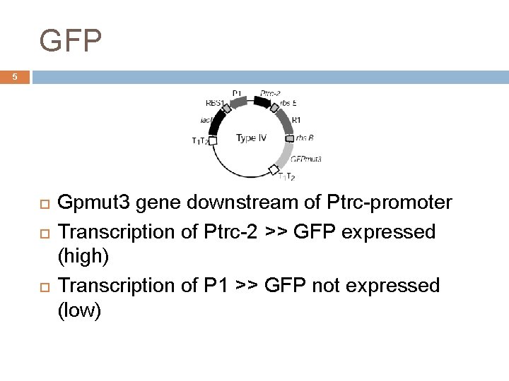 GFP 5 Gpmut 3 gene downstream of Ptrc-promoter Transcription of Ptrc-2 >> GFP expressed