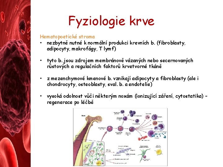 Fyziologie krve Hematopoetické stroma • nezbytně nutné k normální produkci krevních b. (fibroblasty, adipocyty,