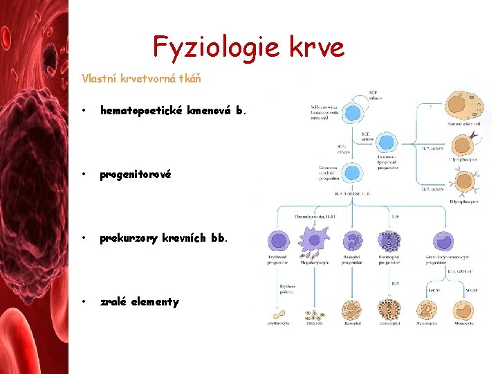 Fyziologie krve Vlastní krvetvorná tkáň • hematopoetické kmenová b. • progenitorové • prekurzory krevních