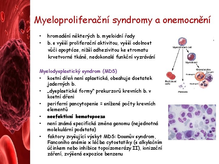 Myeloproliferační syndromy a onemocnění • • hromadění některých b. myeloidní řady b. s vyšší