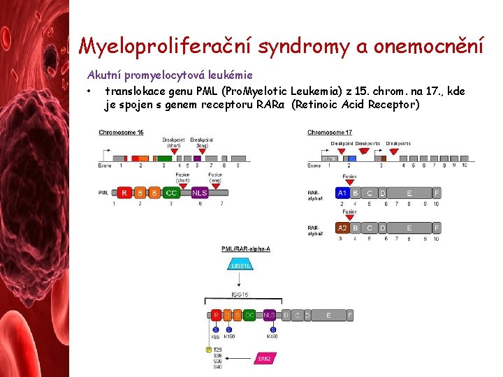 Myeloproliferační syndromy a onemocnění Akutní promyelocytová leukémie • translokace genu PML (Pro. Myelotic Leukemia)