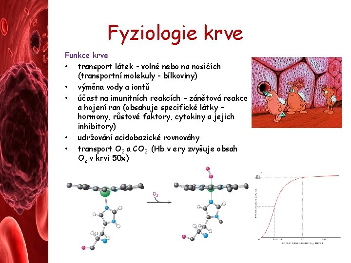 Fyziologie krve Funkce krve • transport látek - volně nebo na nosičích (transportní molekuly