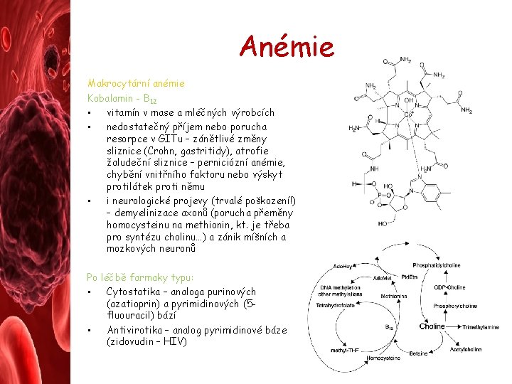 Anémie Makrocytární anémie Kobalamin - B 12 • vitamín v mase a mléčných výrobcích