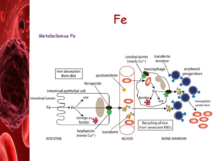 Fe Metabolismus Fe 