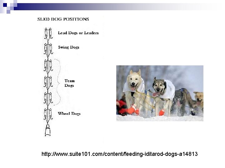 http: //www. suite 101. com/content/feeding-iditarod-dogs-a 14813 