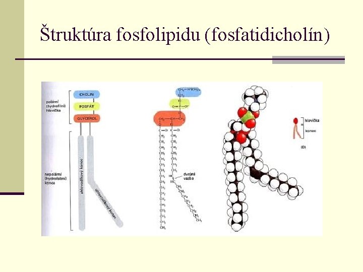 Štruktúra fosfolipidu (fosfatidicholín) 